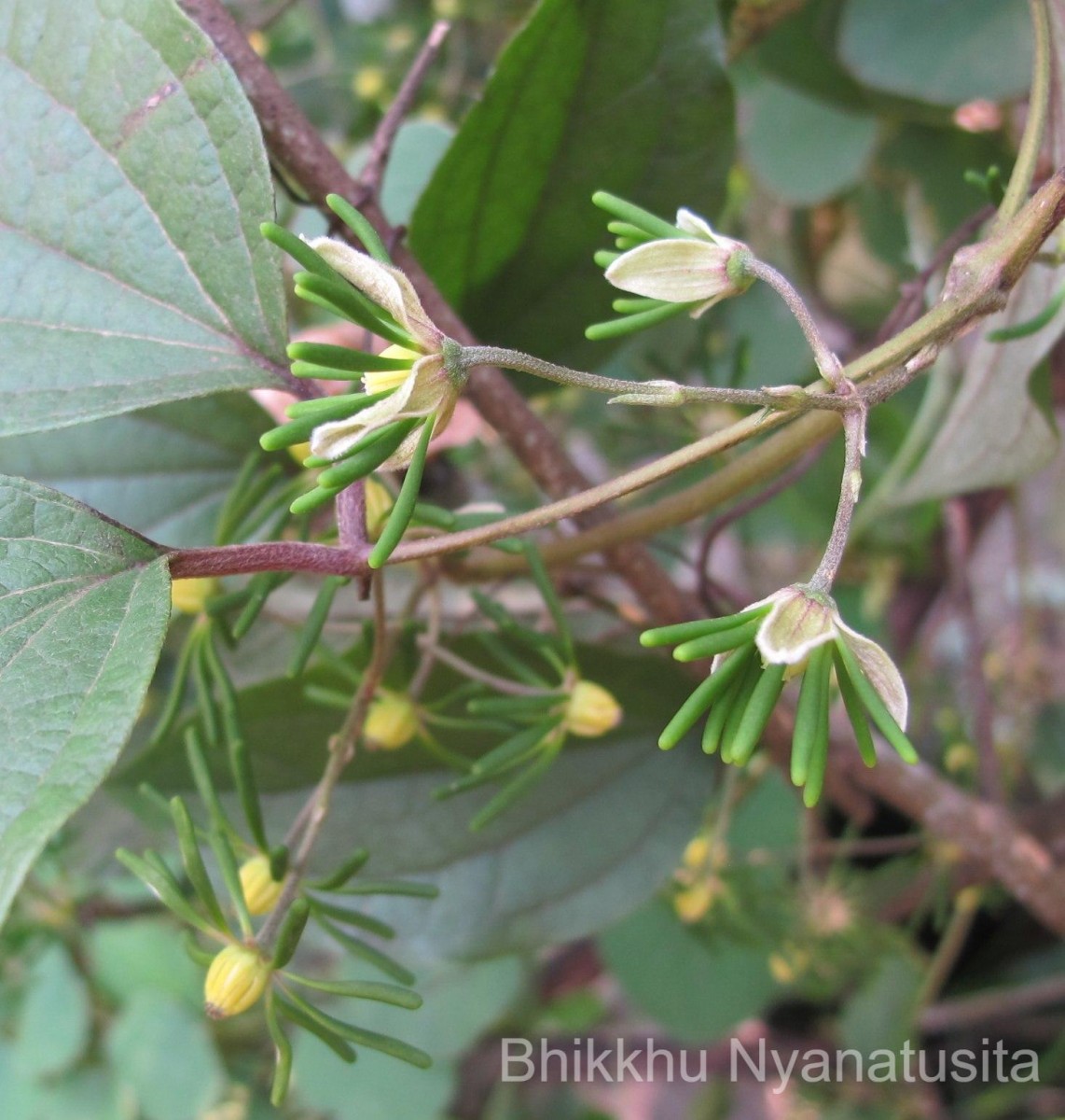 Clematis zeylanica (L.) Poir.